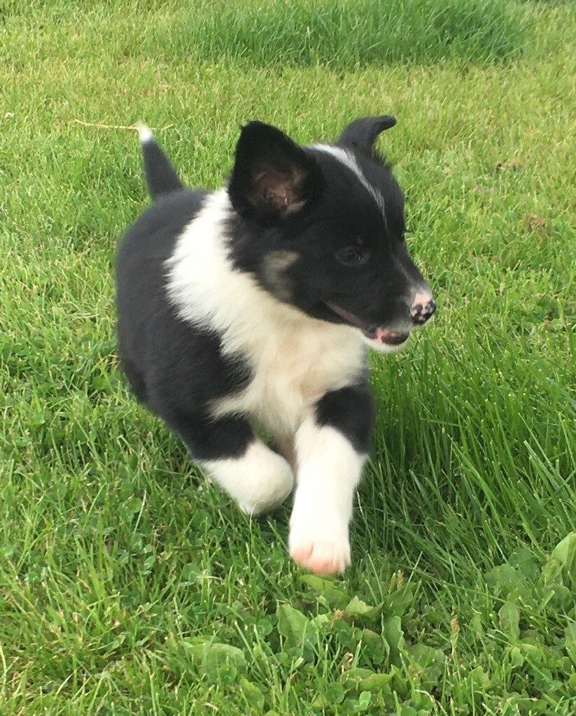 border collie for sale gumtree